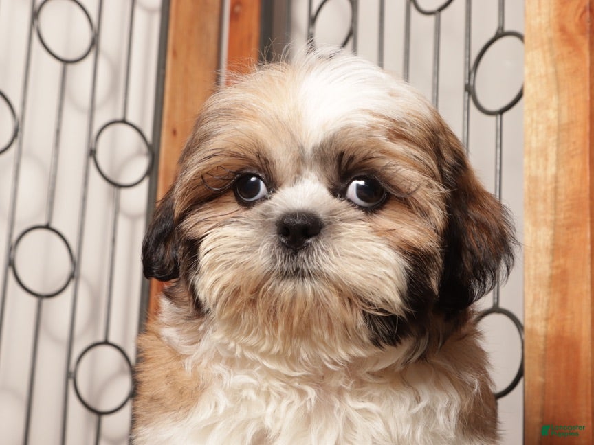 Shih Tzu dogs Otis - FUN Shihtzu  - Ad 2