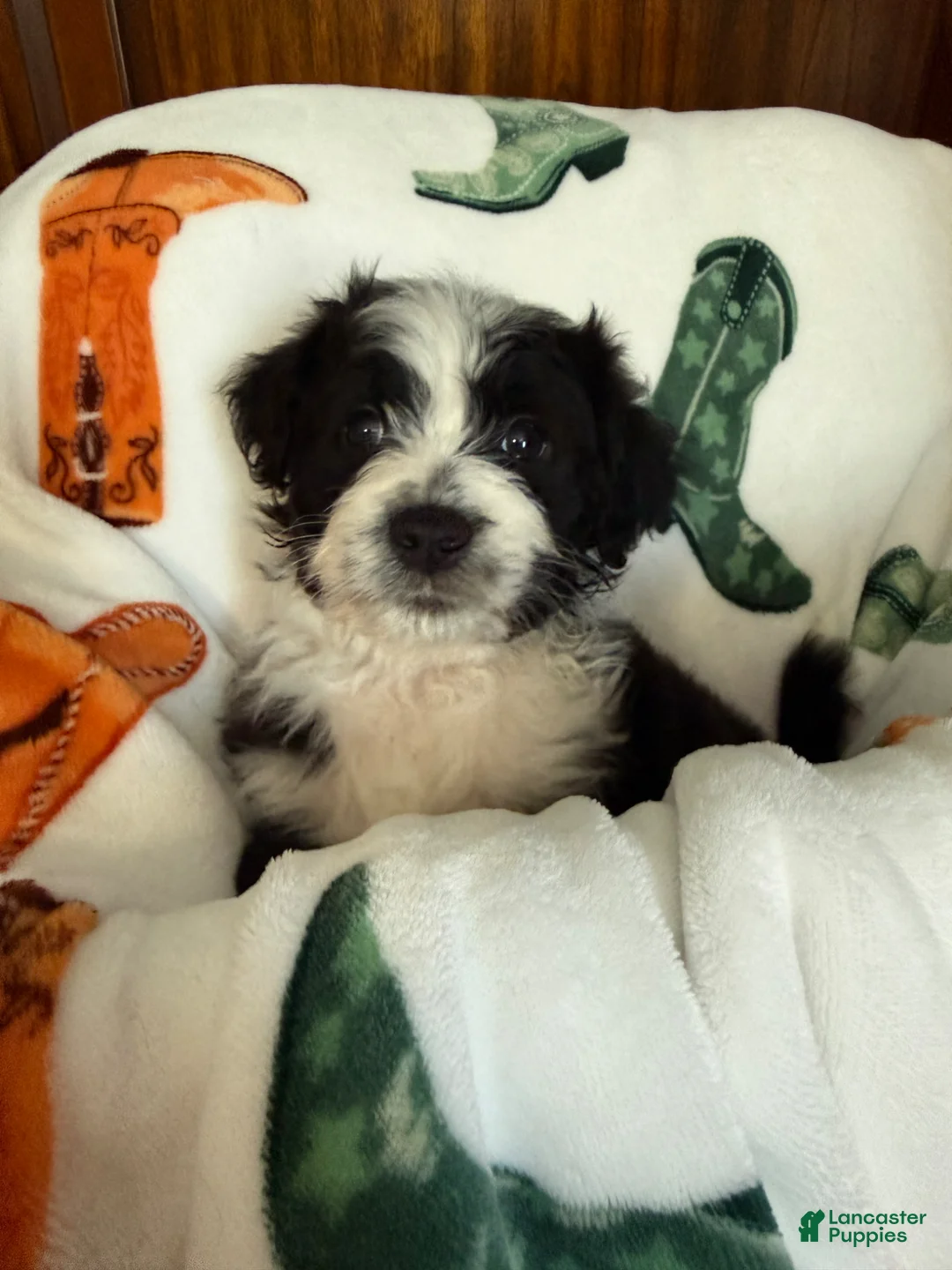 Aussiedoodle dogs for sale: Pinkie Pie (Pink) - Ad 1