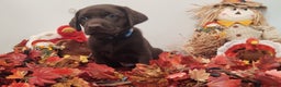 Labrador Retriever dogs for sale: Bruno - Ad 1