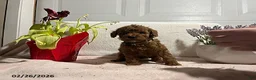 Miniature Poodle dogs for sale: Cody - Ad 5