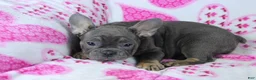 French Bulldog dogs for sale: Molly - Ad 5