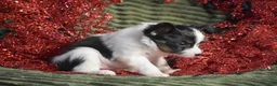 Papillon dogs for sale: Blitz - Ad 9
