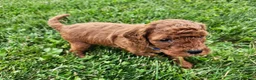 Cavapoo dogs for sale: Finley  - Ad 12