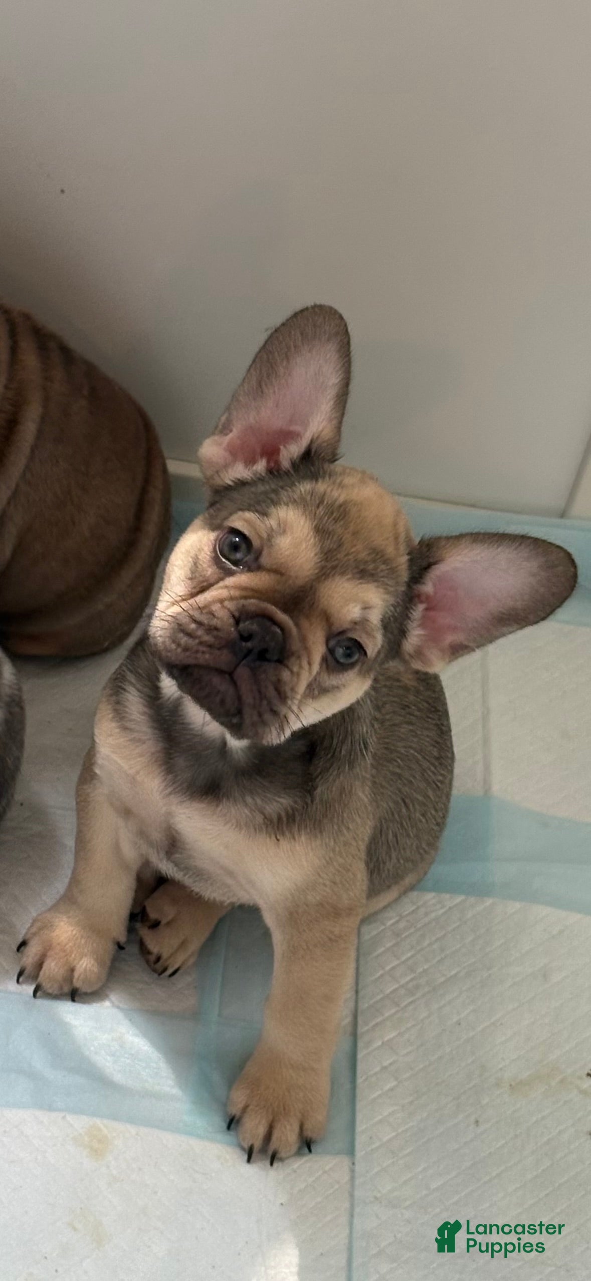 French Bulldog dogs French Bulldog Puppy 3 - Ad 19