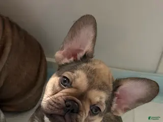 French Bulldog dogs French Bulldog Puppy 3 - Ad 19