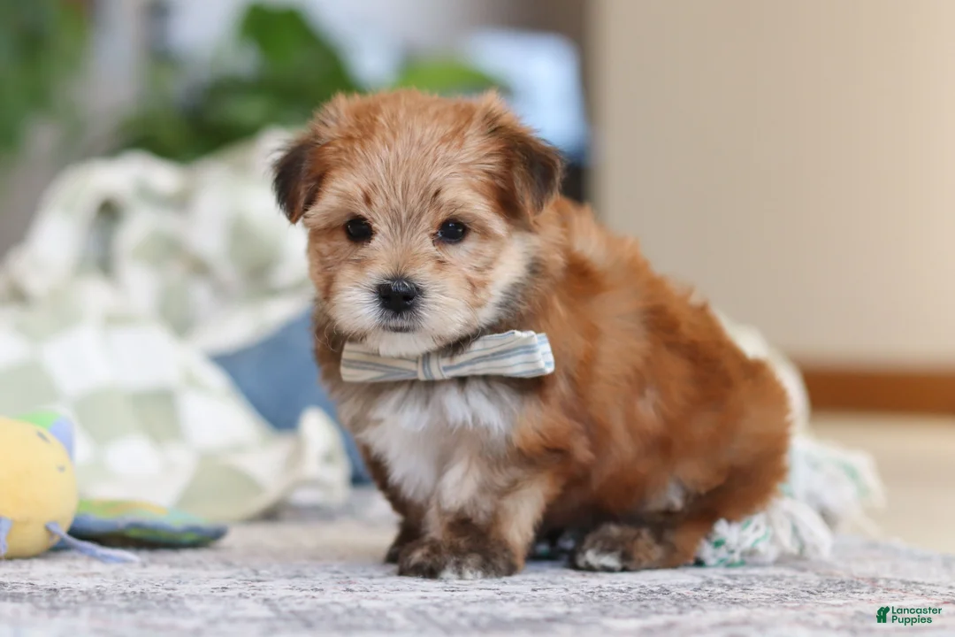 Morkie dogs for sale: Taylor - Ad 4