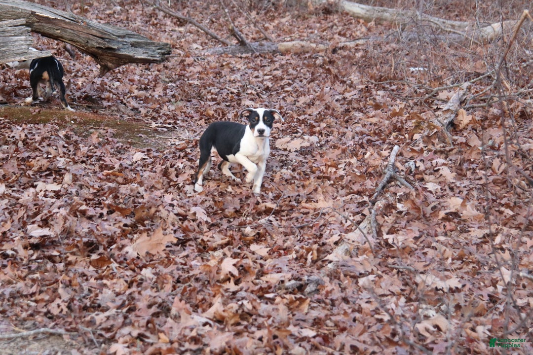 American Bully dogs for sale: Raven - Ad 3