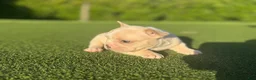 French Bulldog dogs for sale: Lyla - Ad 3