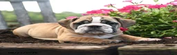 English Bulldog dogs for sale: Olaf - Ad 4