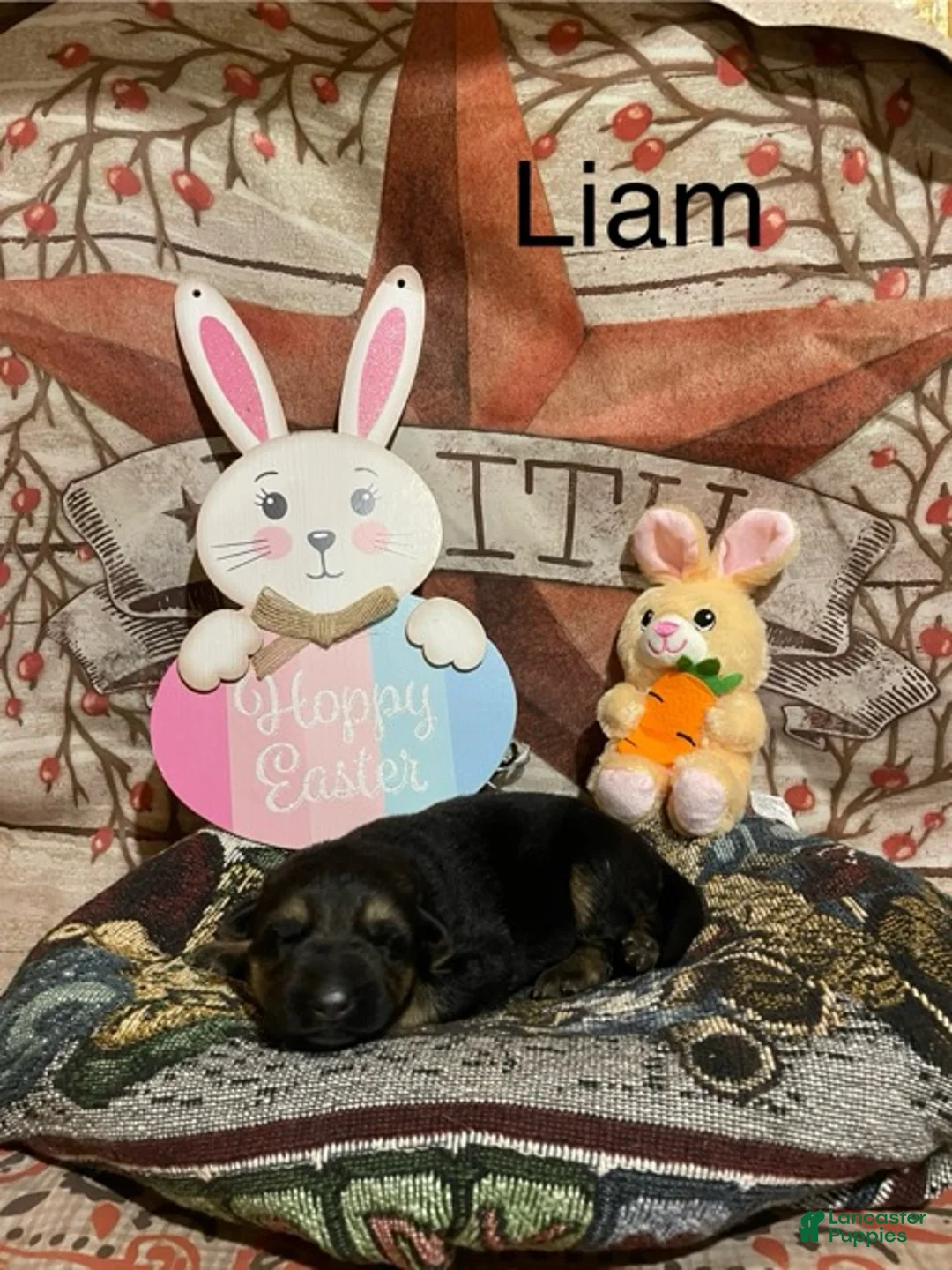 German Shepherd dogs for sale: German Shepherd Puppy 1 - Ad 1