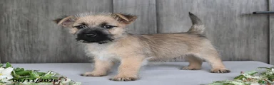 Archie