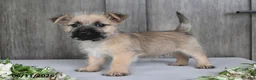 Cairn Terrier dogs for sale: Archie - Ad 1