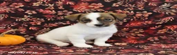 Jack Russell Terrier dogs for sale: Sally - Ad 3