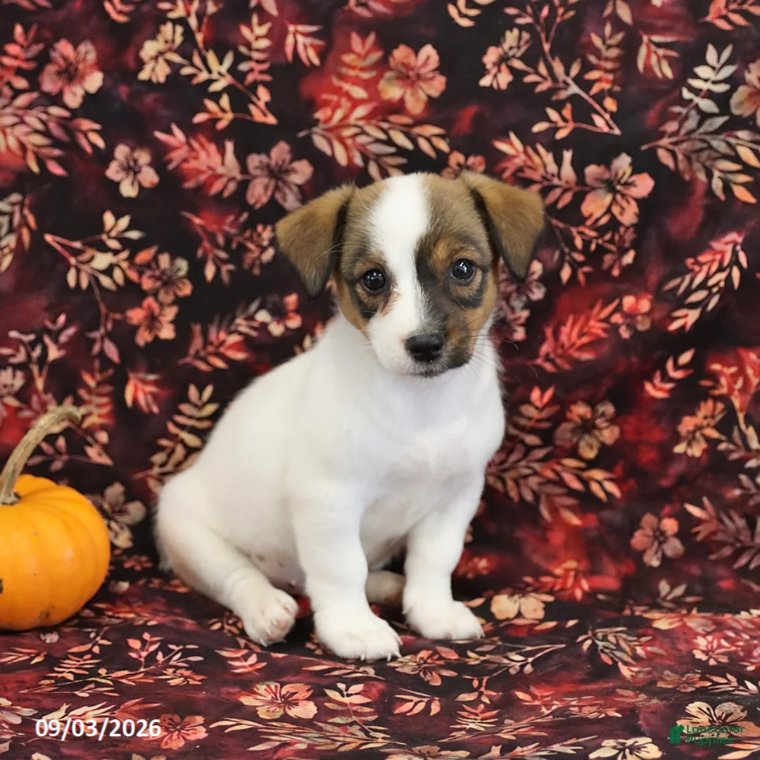 Jack Russell Terrier dogs for sale: Sally - Ad 3