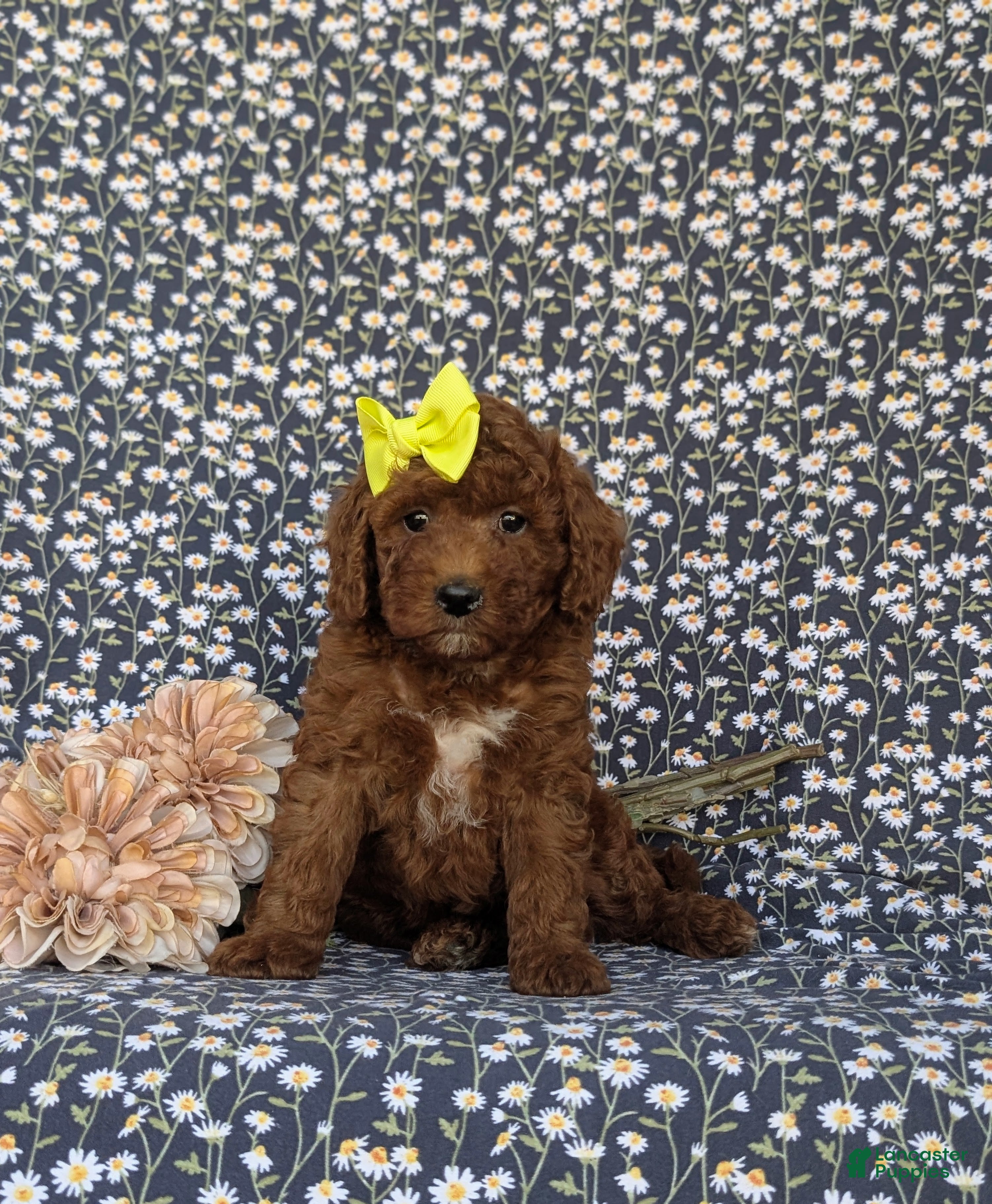 Miniature Poodle dogs for sale: Carla - Ad 1