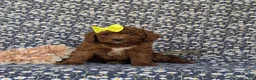 Miniature Poodle dogs for sale: Carla - Ad 1