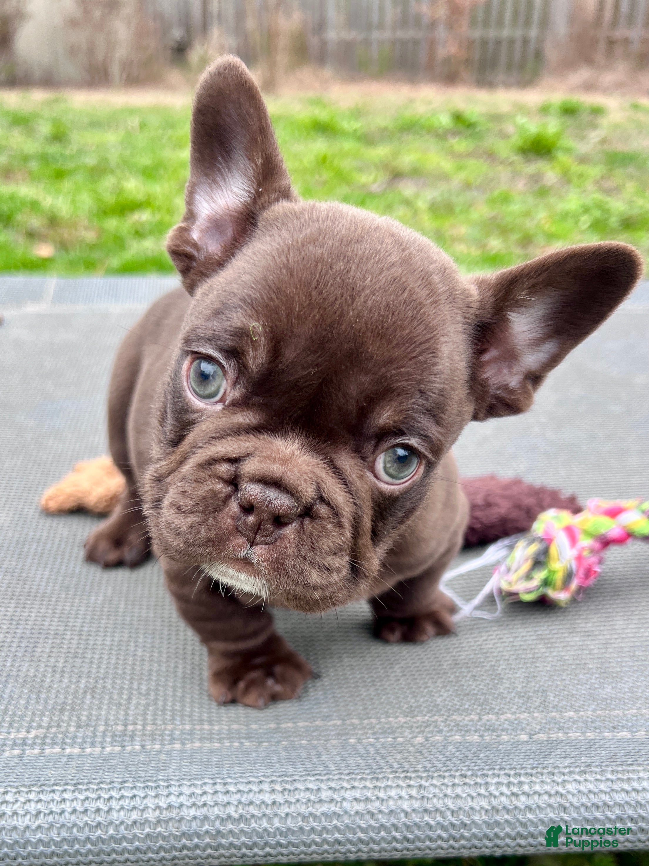 French Bulldog dogs Gucci - Ad 1