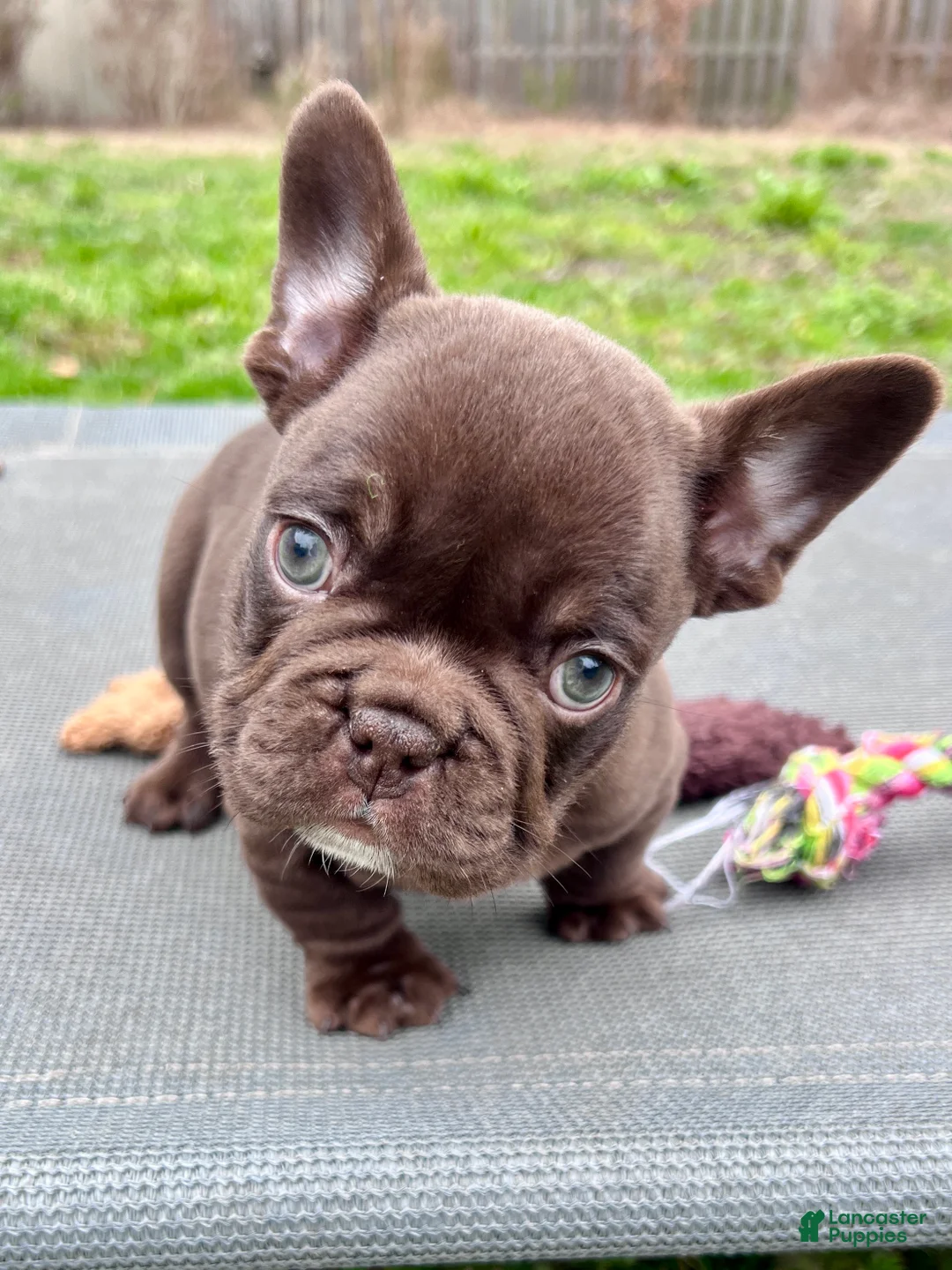 French Bulldog dogs for sale: Gucci - Ad 1