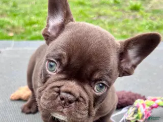 French Bulldog dogs for sale: Gucci - Ad 3