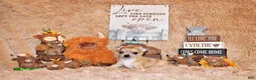 Chihuahua dogs for sale: Thaddeus - Ad 6