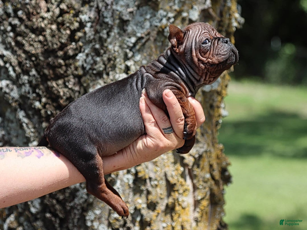 Shar Pei dogs for sale: Chongqin - Ad 5