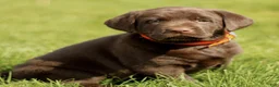 Labrador Retriever dogs for sale: Kylie  - Ad 1