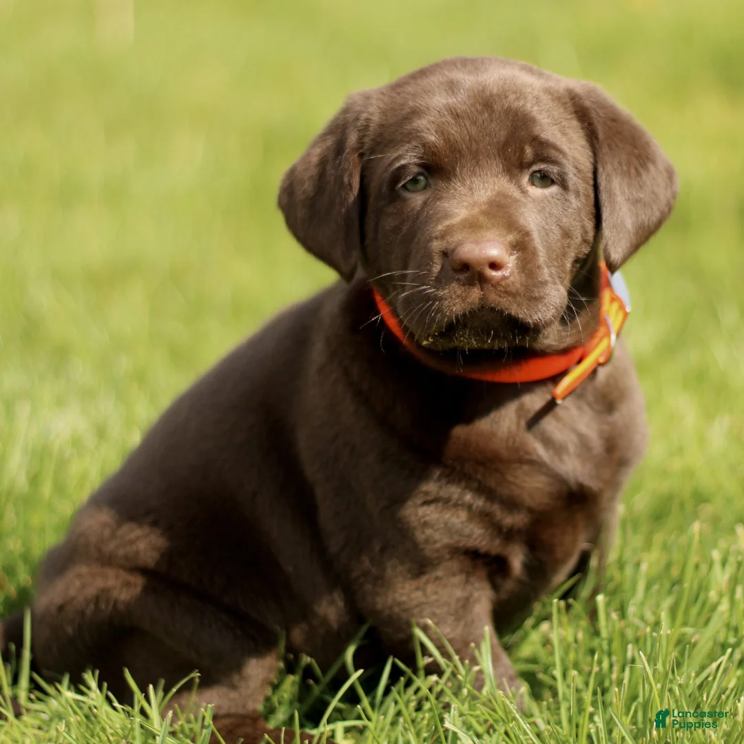 Labrador Retriever dogs for sale: Kylie  - Ad 1