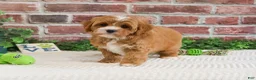 Cavapoo dogs for sale: Shamrock  - Ad 5