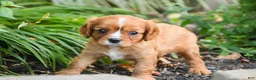 Cavalier King Charles Spaniel dogs for sale: Grace Cavalier King Charles Spaniel  - Ad 6