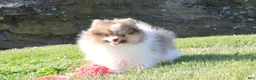 Pomeranian dogs for sale: Bentley AKC - Ad 5