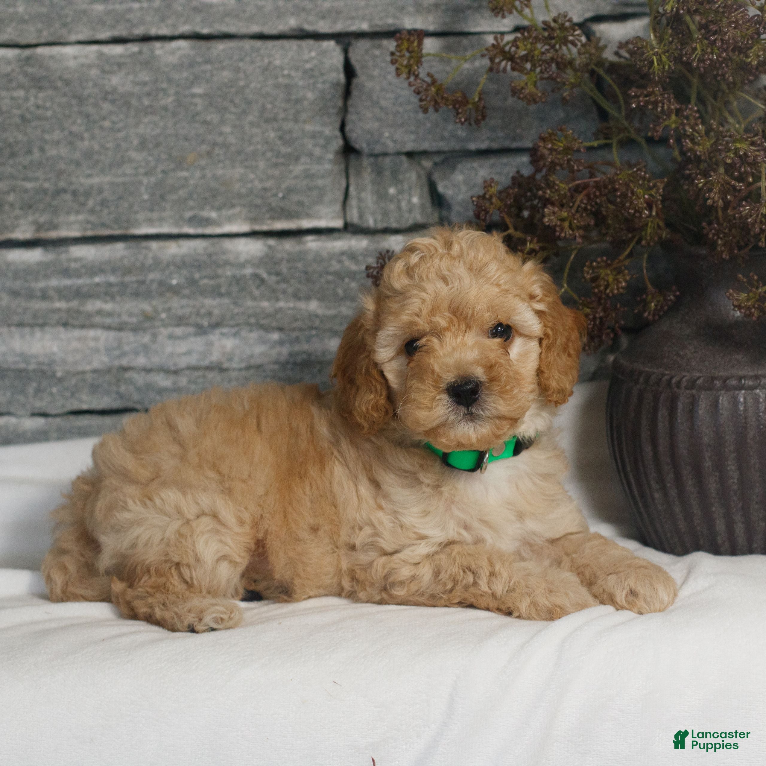 Miniature Poodle dogs Mateo  - Ad 1
