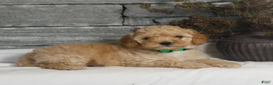 Mateo 