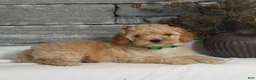 Miniature Poodle dogs for sale: Mateo  - Ad 1