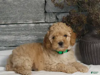 Miniature Poodle dogs for sale: Mateo - Ad 2