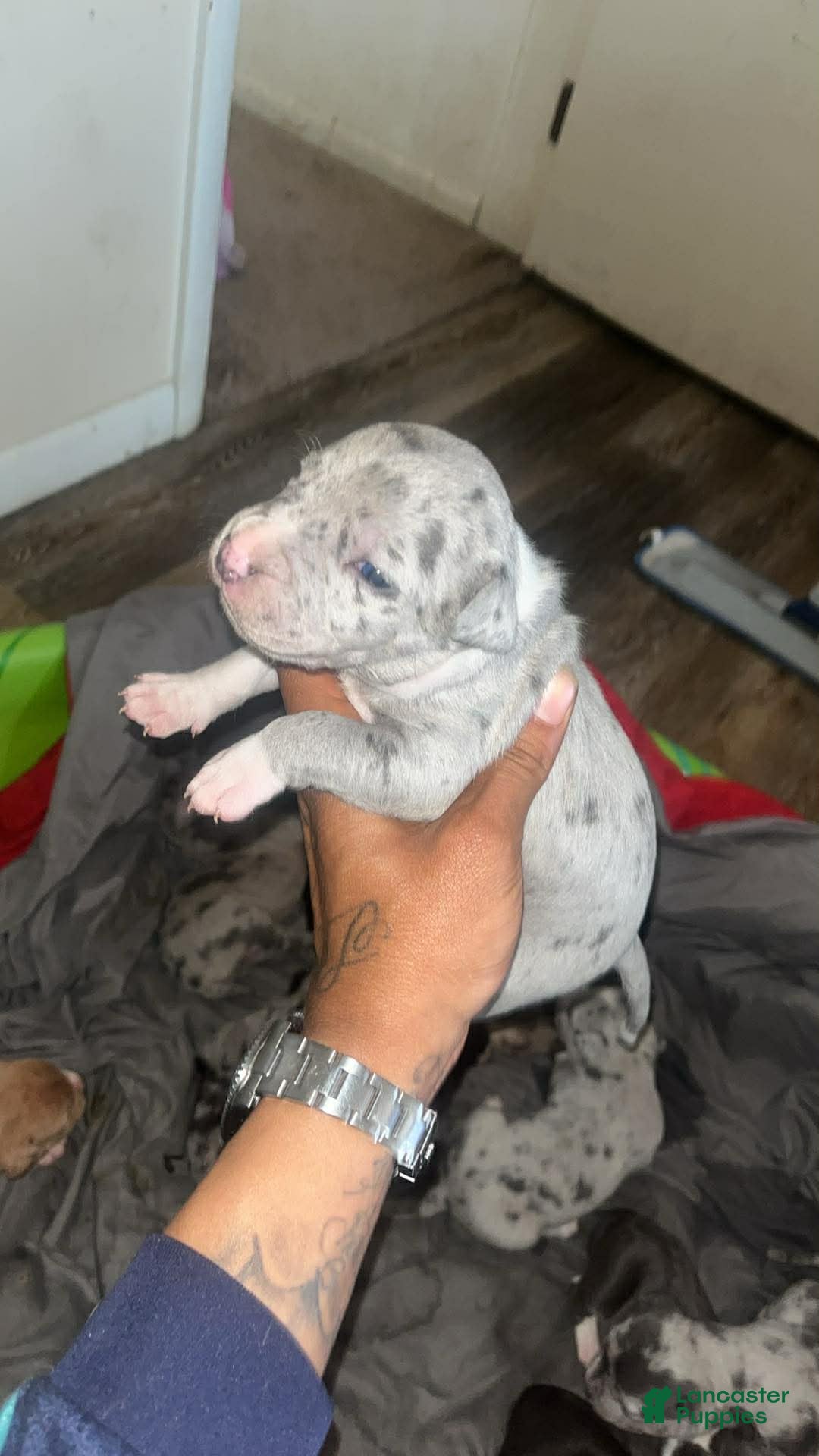 American Bully dogs American Bully Puppy 7 - Ad 39