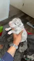 American Bully Puppy 7