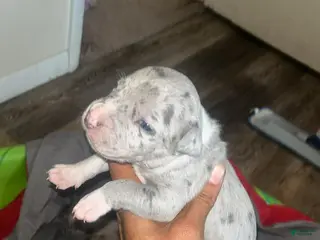 American Bully dogs American Bully Puppy 7 - Ad 39