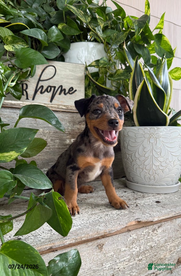 Mixed Breed dogs for sale: Trump - Ad 1