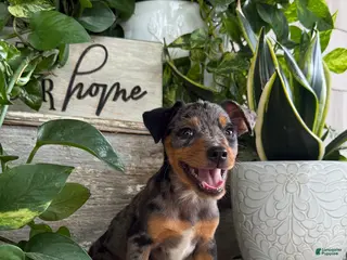 Mixed Breed dogs Trump - Ad 3