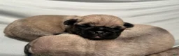 Pug dogs for sale: Piper - Ad 3