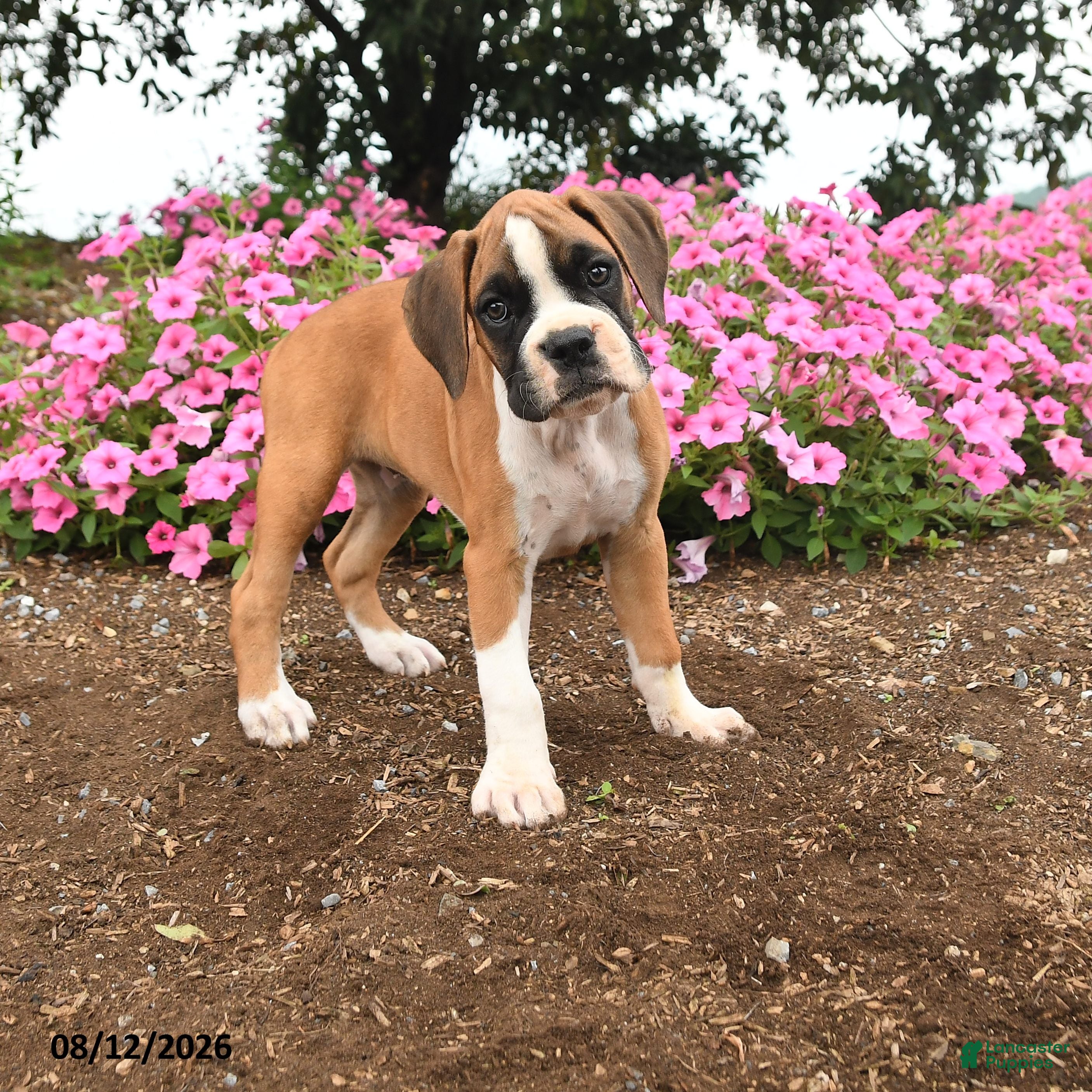 Boxer dogs Tia  - Ad 1