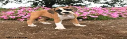 Boxer dogs for sale: Tia  - Ad 1