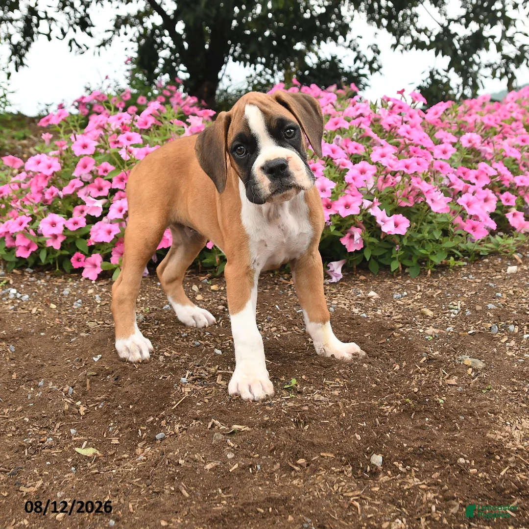 Boxer dogs for sale: Tia  - Ad 1