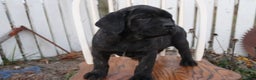 Cane Corso dogs for sale: Bradley  - Ad 7