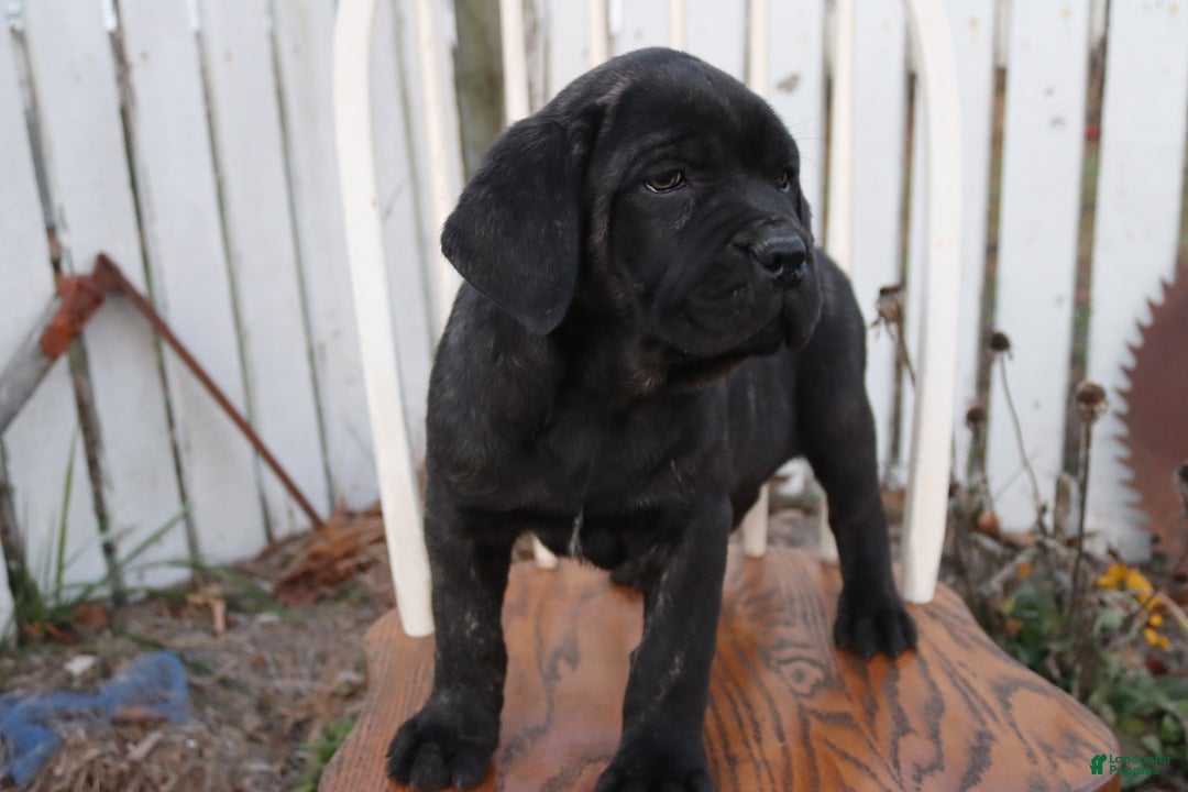 Cane Corso dogs for sale: Bradley  - Ad 7