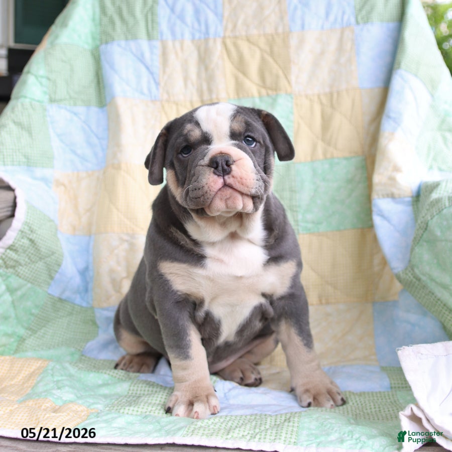 Olde English Bulldogge dogs Pasha - Ad 2