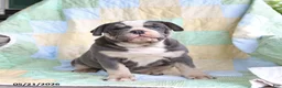 Olde English Bulldogge dogs for sale: Pasha - Ad 2