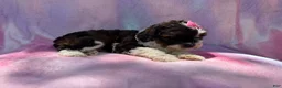 Cockapoo dogs for sale: Fern - Ad 2
