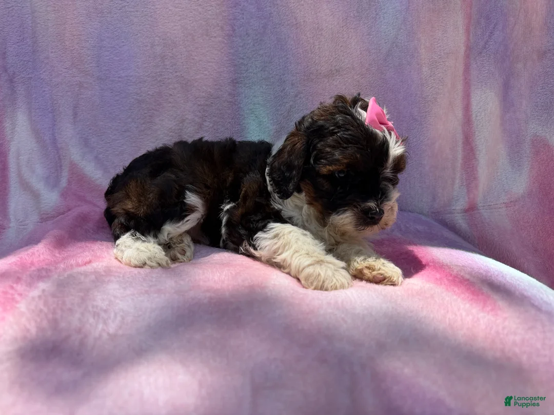 Cockapoo dogs for sale: Fern - Ad 2