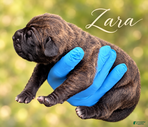 Cane Corso dogs Zara - Ad 2